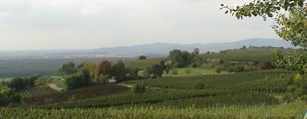 Blick ber die Reben auf den Attilaplatz. Im Hintergrund der Kaiserstuhl.