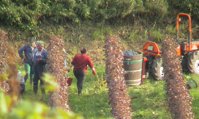 Weinlese ist immer noch Handarbeit